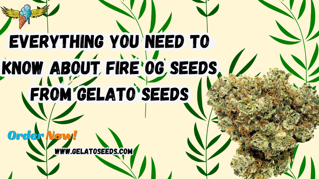 Fire OG seeds