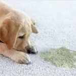 Pet stains & odor removal services