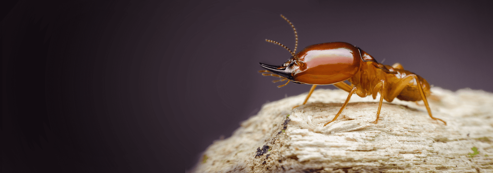 Get professional termite control services in Lahore to secure your property against termites. Learn about treatments, prevention, and signs of infestation.